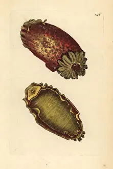 Argo Prints: Sea lemon or sea slug, Platydoris argo