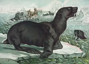 The sea lion