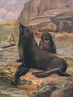 Otaria Prints: Sea Lions 1909