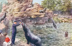 Sea Lions
