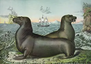 Sea lions