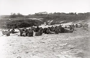 Sea lions on beach, Auckland Island, New Zealand, c. 1900