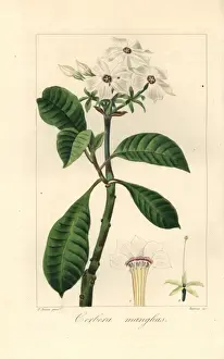 Pancracebessa Prints: Sea mango, Cerbera manghas