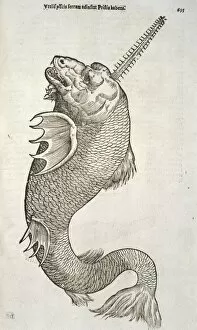 Aldrovandi Gallery: Sea monster