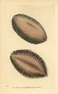 Sea mouse, Aphrodita aculeata