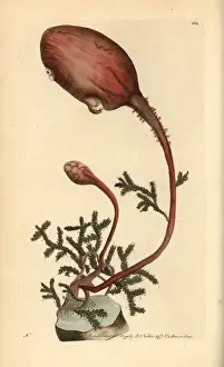 Onion Prints: Sea onion, Boltenia ovifera