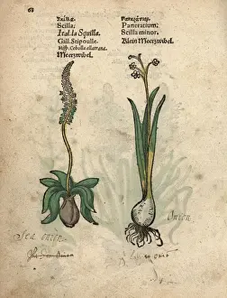 Bulb Prints: Sea onion or sea squill, Drimia maritima