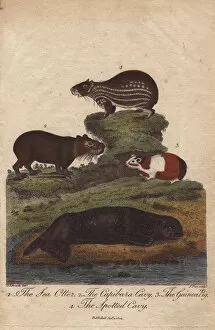 Agouti Gallery: Sea otter, capybara (capibara) cavy, guinea