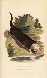Sea otter, Enhydra lutris. Endangered