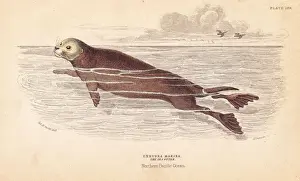 Sea otter, Enhydra lutris. Endangered