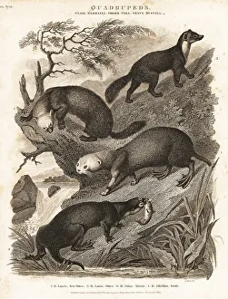 Otter Prints: Sea otter, otter, marten and sable