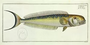 Bony Fish Collection: The Sea-Pea-Cock (Malacanthus plumieri)