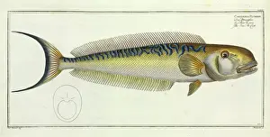 Osteichthyes Prints: The Sea-Pea-Cock (Malacanthus plumieri)