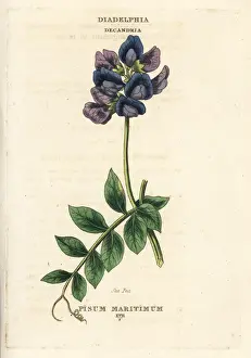 Classes Prints: Sea pea, Lathyrus japonicus subsp. maritimus
