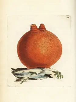 Sea peach, Halocynthia aurantium