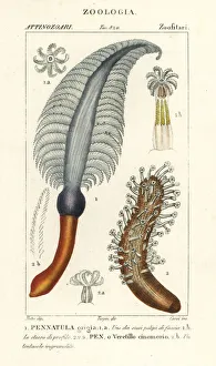 Sea pen species