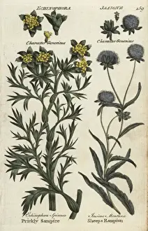 Joshuahamilton Prints: Sea prickly samphire and sheeps bit scabious