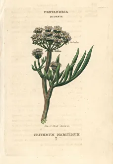 Vegetable Gallery: Sea or rock samphire, Crithmum maritimum