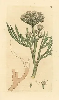 Sea samphire or rock fennel, Crithmum maritimum