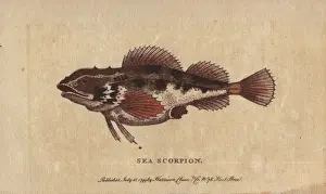 Scorpion Prints: Sea scorpion or scorpion fish, Scorpaenidae