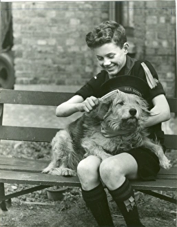Images Dated 23rd January 2012: Sea Scout grooming a dog