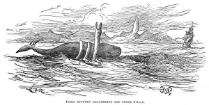 Brazil Prints: Sea Serpent / 1875 Brazil