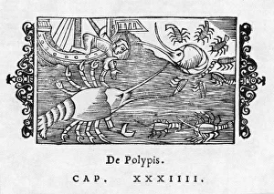 Polyp Gallery: Sea Serpent Norway