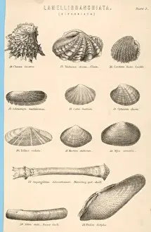 Cockle Prints: SEA SHELLS