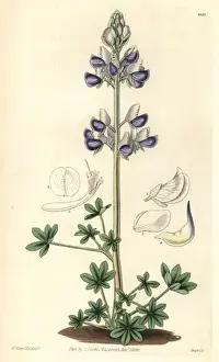1829 Prints: Sea-shore lupin, Lupinus littoralis