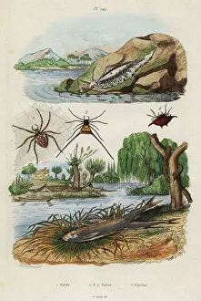 Adolph Fries Prints: Sea slug, garden spider and European smelt