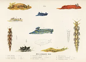 Edited Prints: Sea slug mollusc species