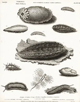 Line Engraving Prints: Sea slug, Onchidium typhae 1, depilatory sea hare