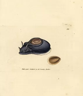 Subjects Gallery: Sea slug or sea hare, Aplysia punctata