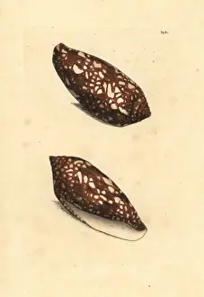 Sea snail, Conus aulicus