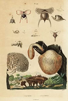 Sea snails and mushrooms