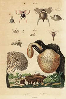 Sea snails, Diacavolinia limbata and Diacria trispinosa 1-10, and Hydnum mushrooms, hedgehog mushroom, Hydnum repandum 14, coral tooth mushroom, Hericium coralloides 12, etc. Hyales, Hydnes. Handcoloured steel engraving by Pedretti after an illustration by A Carie Baron from Felix-Edouard Guerin-Meneville's Dictionnaire Pittoresque d'Histoire Naturelle (Picturesque Dictionary of Natural History), Paris, 1834-39. Sea snails, Diacavolinia limbata and Diacria trispinosa 1-10, and Hydnum mushrooms, hedgehog mushroom, Hydnum repandum 14, coral tooth mushroom, Hericium coralloides 12, etc. Hyales, Hydnes. Handcoloured steel engraving by Pedretti after an illustration by A Carie Baron from Felix-Edouard Guerin-Meneville's Dictionnaire Pittoresque d'Histoire Naturelle (Picturesque Dictionary of Natural History), Paris, 1834-39. Date: Sea snails and mushrooms