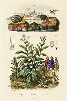 Adolph Fries Prints: Sea snails and tobacco plant
