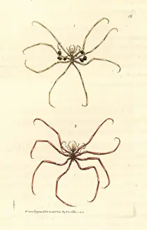 Polydore Prints: Sea spiders, Nymphon gracile, Nymphon hirtum