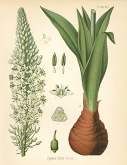 Bulb Prints: Sea squill or maritime squill, Drimia maritima