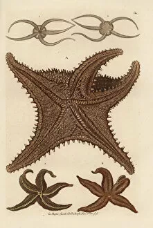 Naturae Collection: Sea star species