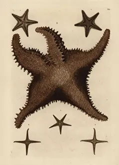 Sea star species