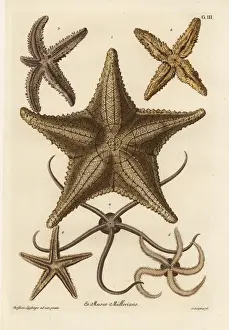 Sea star species