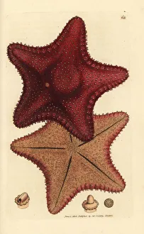 Subjects Gallery: Sea star or starfish, Hippasteria phrygiana