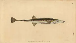 Donovan Prints: Sea stickleback, Spinachia spinachia