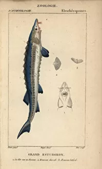 Acipenser Gallery: Sea sturgeon, Acipenser sturio