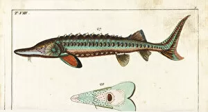 Encyclopedia Collection: Sea sturgeon, Acipenser sturio 27, and underside 28