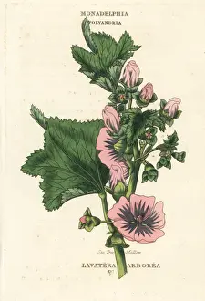 Sea tree mallow, Malva arborea