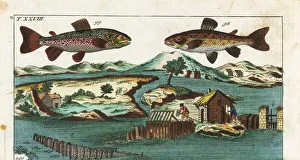 Alpinus Gallery: Sea trout, charr and fishing methods