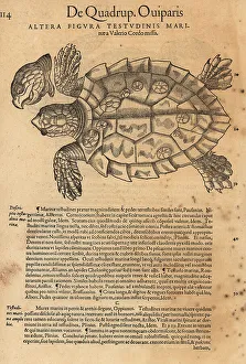 Sea turtle, possibly the endangered green sea turtle