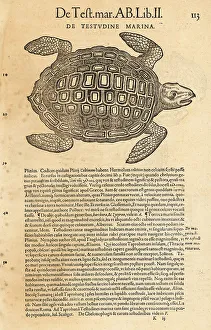 Amphibia Prints: Sea turtle, possibly the loggerhead sea turtle